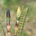 Plant Horsetail or common Horsetail ( lat. Equisetum arvense ) Royalty Free Stock Photo