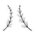 Plant Horsetail Field. Vector stock illustration eps 10. Outline, hand drawing. Royalty Free Stock Photo