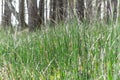 Plant Horsetail wintering ( lat. Equisetum hyemale ) Royalty Free Stock Photo