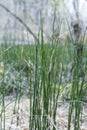 Plant Horsetail wintering lat. Equisetum hyemale Royalty Free Stock Photo
