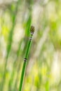 Plant Horsetail wintering lat. Equisetum hyemale Royalty Free Stock Photo