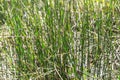 Plant Horsetail wintering ( lat. Equisetum hyemale ) Royalty Free Stock Photo