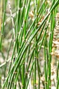Plant Horsetail wintering lat. Equisetum hyemale Royalty Free Stock Photo