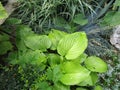 Plant Hosta from Asparagaceae