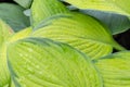Plant Hosta Funkia, plantain lilies in the spring garden. Background texture. Lush green foliage. Hosta for landscape Royalty Free Stock Photo