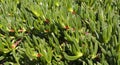 Hottentot Fig. Carpobrotus edulis