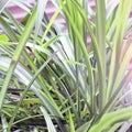 Plant in the house close up Royalty Free Stock Photo