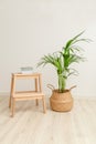 Plant howea in wicker basket and books. Vertical format. Plant home decoration