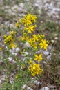 A plant Hypericum perforatum close-up Royalty Free Stock Photo