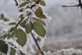 Plant ice in winter Royalty Free Stock Photo