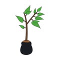 Plant icon image