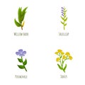 Plant icons set cartoon . Willow bark periwinkle tansy and skullcap