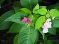 Plant Impatiens glandulifera with crimson and pink flowers closeup. Seasonal flowering