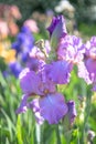 Plant with impressive flowers, garden decoration. Iris germanica is the name for a species of flowering plants in the family Irida