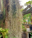 this plant in Indonesia is called beard mosa. It& x27;s just that, in several other countries also have a different designation. Royalty Free Stock Photo
