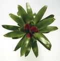 Plant indoor Vriesia