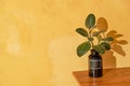 Plant indoors on a yellow wall background. Indoor plant in a glass flask against a yellow textured wall.