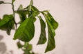 Plant infested by Red Spider Mite Royalty Free Stock Photo