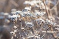 Plant inflorescence with shining rime in cold winter forest Royalty Free Stock Photo