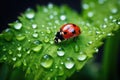 Plant insect beauty spring grass summer red green ladybug nature leaf