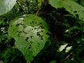 Plant with insect damage. Tropical plant. Ecoturismo , ecotourism in Costa Rica