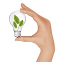 Plant inside light bulb in hand. Vector Royalty Free Stock Photo