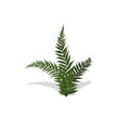 Plant in isometric style. Cartoon tropical fern on white background. Isolated image of jungles bush