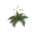 Plant in isometric style. Cartoon tropical fern on white background. Isolated image of jungles bush