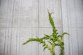 Plant ivy on concrete wall