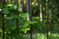 Plant ivy with a fresh young sprout on the iron fence Royalty Free Stock Photo