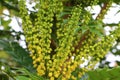 Plant of japanese mahonia