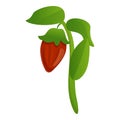 Plant jojoba icon, cartoon style