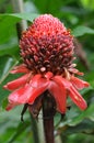 Plant from jungle Torch Ginger, Phaeomeria Magnifica. Amazonia,