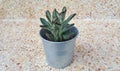 Plant,Kalanchoe tomentosa in zinc pot