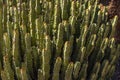 This plant is known as the Morrocan mound and is located at the Carefree Desert Gardens in Arizona.