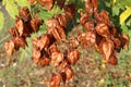 Plant of the koelreuteria paniculata