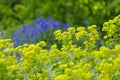 The plant ladys-mantle, Alchemilla mollis Royalty Free Stock Photo