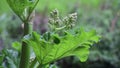 Plant with large leaves in the rain