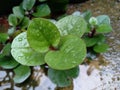 Plant at last rain magnoliopsida