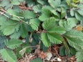 The plant with the Latin name Mimosa pudica