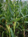 The plant with the Latin name Zea mays.