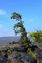 Plant in Lava Landscape in Volcanoes National Park on Big Island, Hawaii