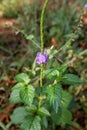 A stachytarpheta urticifolia flowers Royalty Free Stock Photo