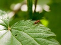 Plant leaf ant macro close up detail