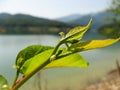 Plant leaf bud with blurred background in spring.