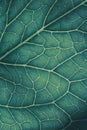 Plant leaf closeup. Mosaic pattern of  cells and veins. Green-blue dark backdrop. Abstract vertical background on vegetable theme Royalty Free Stock Photo