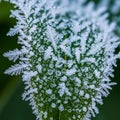Plant leaf covered in frost showcasing intricate ice crystal Royalty Free Stock Photo