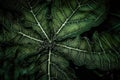plant leaf explosion in macro view, with each delicate and unique leaf captured in stunning detail