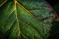 plant leaf explosion in macro view, with each delicate and unique leaf captured in stunning detail