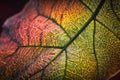 plant leaf explosion in macro view, with each delicate and unique leaf captured in stunning detail